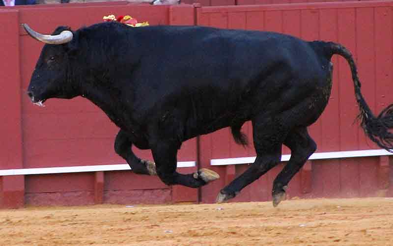 Un toro volador, con las cuatro patas al aire.