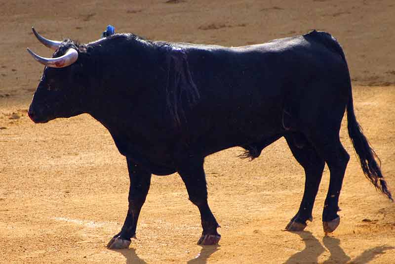 El primero (Javier Molina).