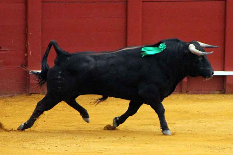 El tercero de Fuente Ymbro.