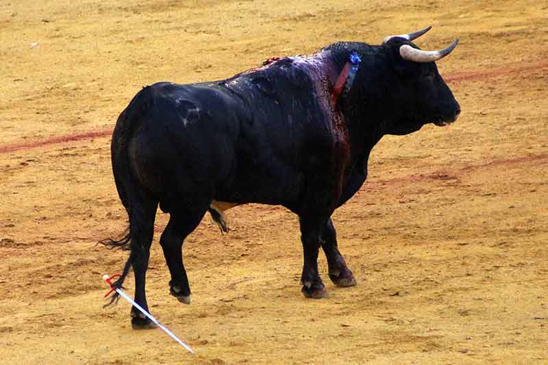 Uno de los novillos se anudó el estoque al rabo. ¿Querría frustrar la suerte suprema?