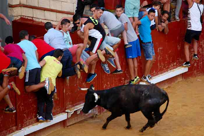 Tras la lidia de los añojos comienza la suelta de vacas.