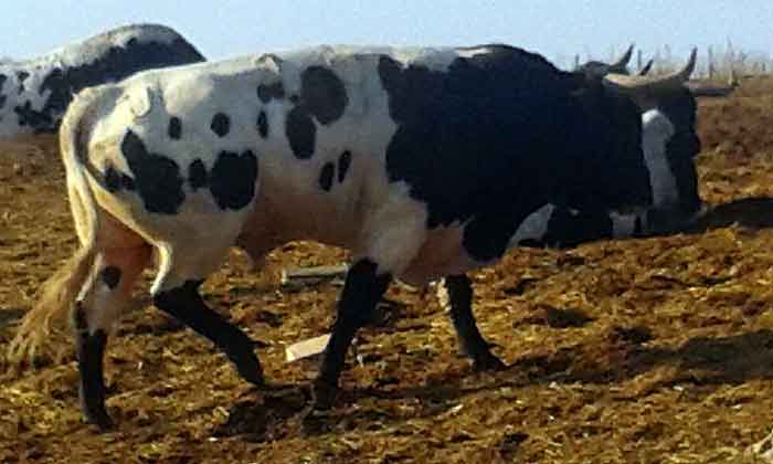 Toro rechazado en Écija.