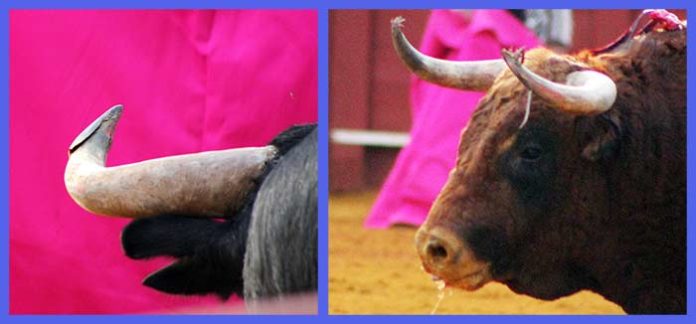 Detalle de dos de los toros lidiados en la Real Maestranza durante el pasado ciclo de San Miguel. (FOTOS: Javier Martínez)