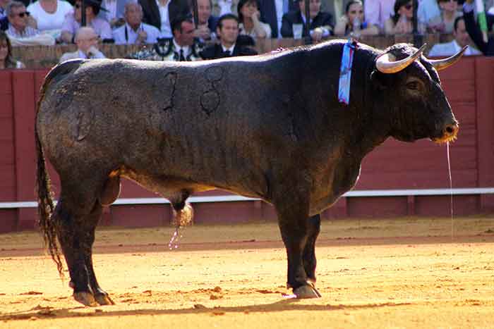 El primero de Victorino Martín.