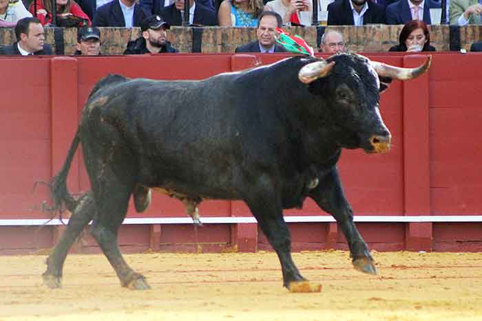 El tercer toro de Juan Pedro Domecq.