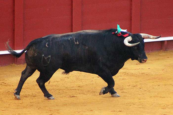 El tercero de Cuvillo.