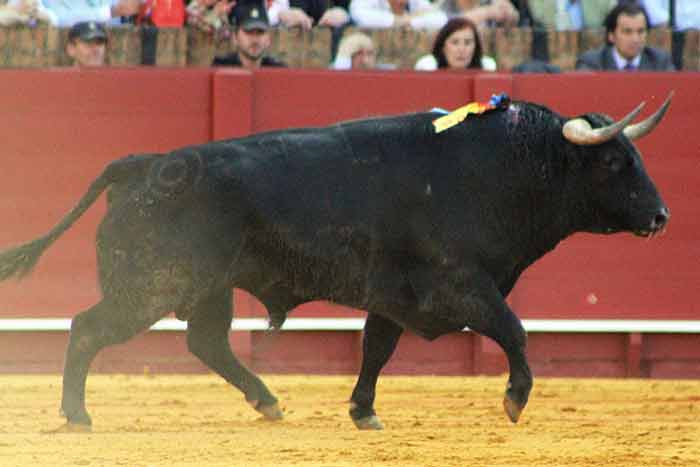 El tercero de Fuente Ymbro.