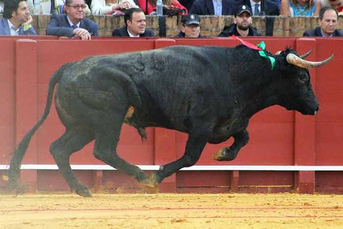 El cuarto de Juan Pedro Domecq, devuelto a corrales.