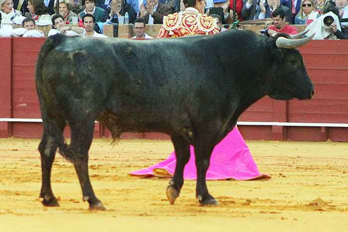 El quinto de Torrestrella.