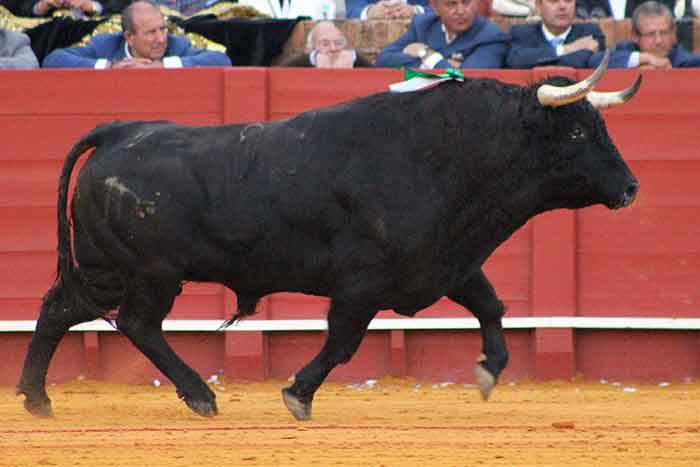 El quinto toro de Juan Pedro Domecq.