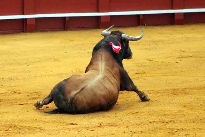 Escaso fondo de los toros de Juan Pedro Domecq.