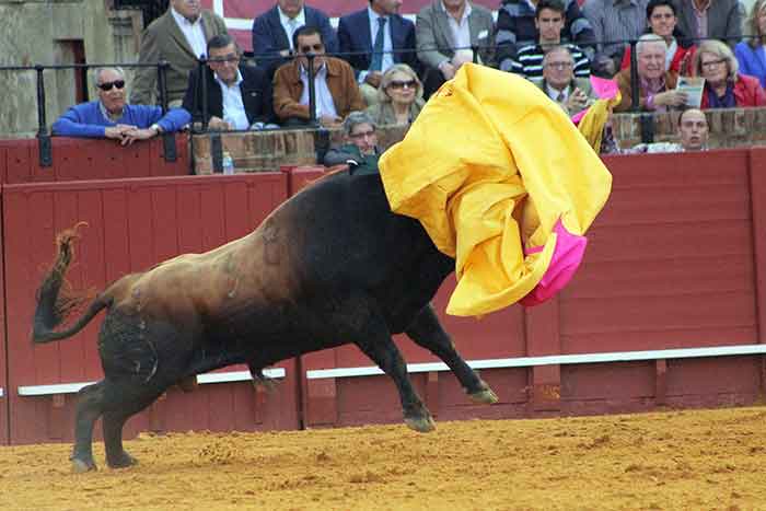 El toro se empapela el testuz con un capote desarmado.