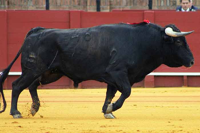 Primero de la ganadería de Conde de la Maza.