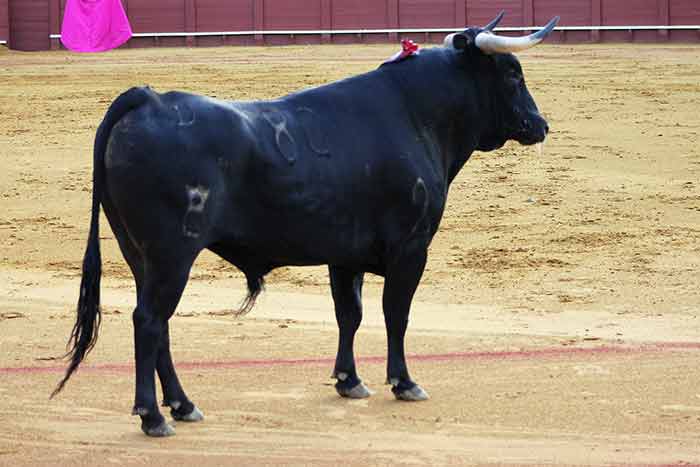 El sobrero segundo, de la ganadería del Conde de la Maza.