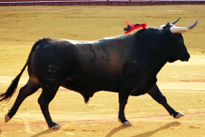 Segundo de Conde de la Maza, devuelto a corrales.