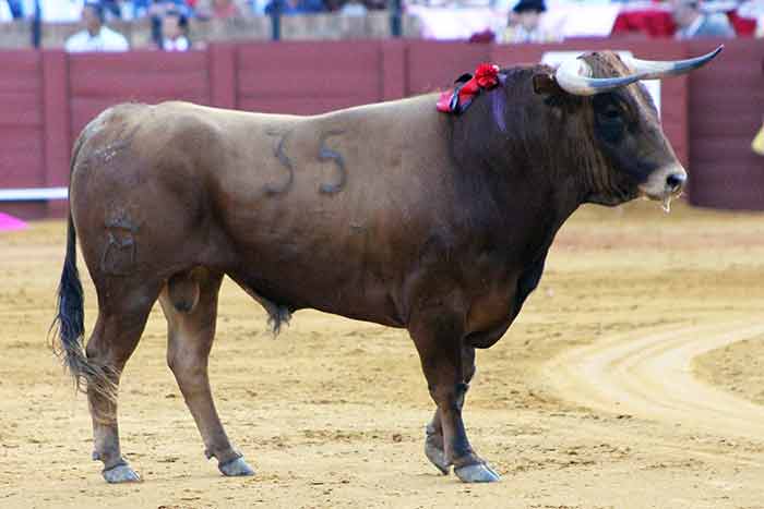 El tercero de la ganadería del Conde de la Maza.