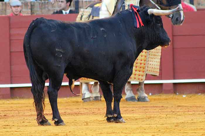 El sobrero cuarto, de la ganadería del Conde de la Maza.