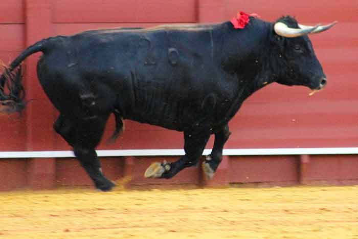 El cuarto del Conde de la Maza, devuelto a corrales.