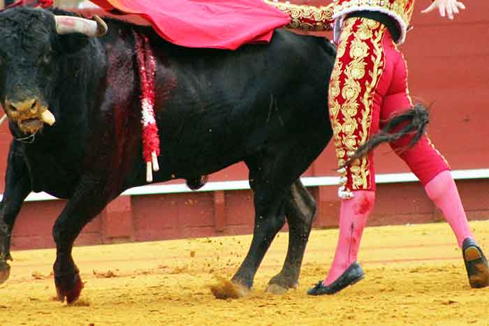 Con el rabo entre las piernas...