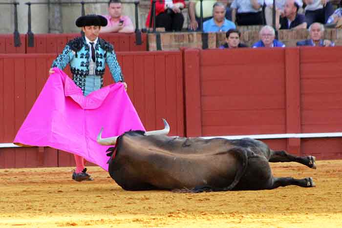 Dos de los novillos fueron devueltos por falta de fuerzas.