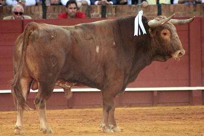 El sobrero primero.