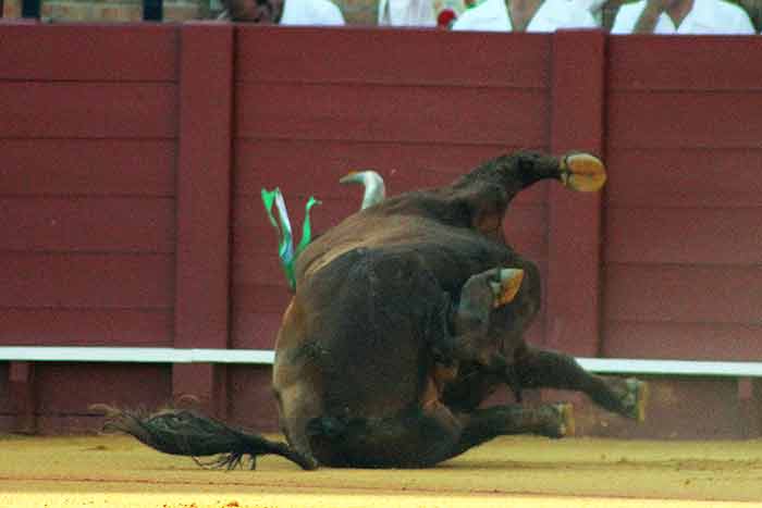 Toros sin fuerzas.