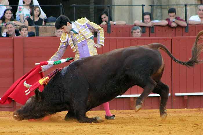 Toros sin fuerzas.