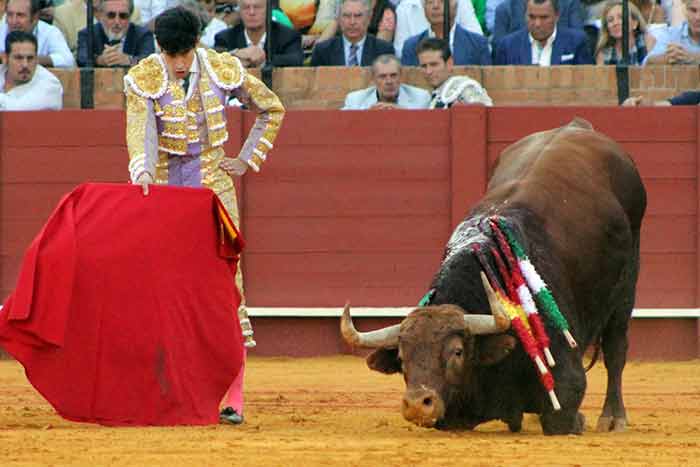 Toros sin fuerzas.