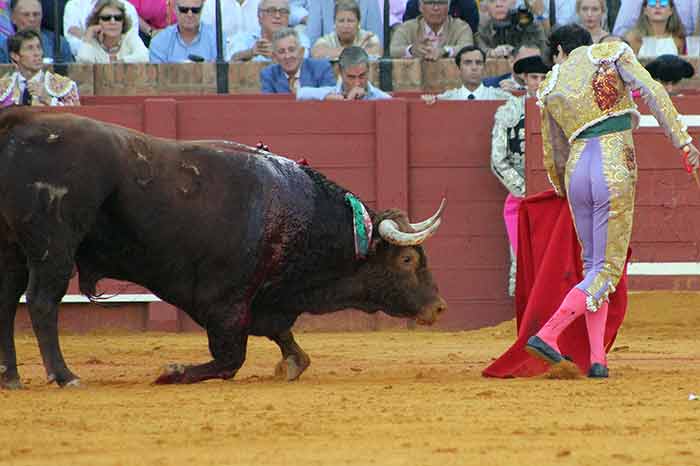 Toros sin fuerzas.