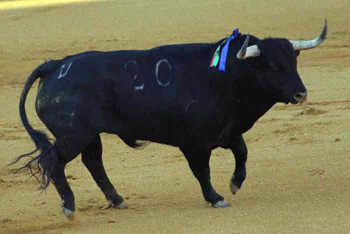 El tercero de Domingo Hernández.