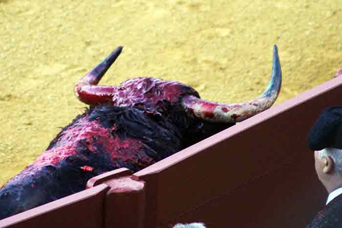 El toro a corrales.