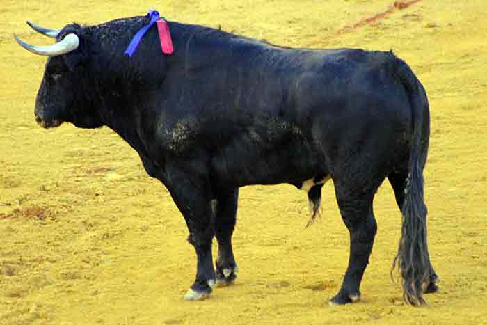 El quinto de Domingo Hernández.