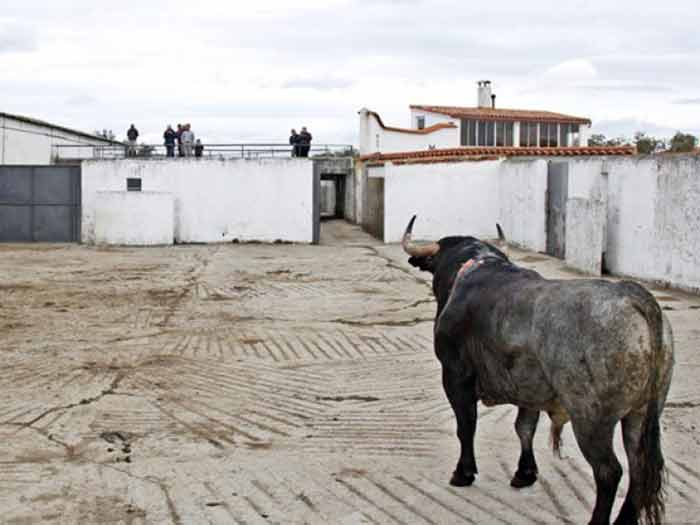 Primer toro.