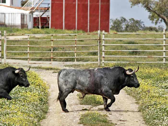 El toro indultado, en libertad.