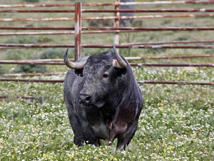 El toro indultado, en libertad.