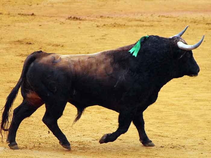 Segundo toro.