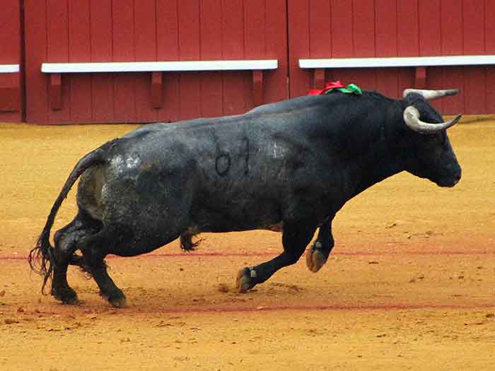 Cuarto toro.