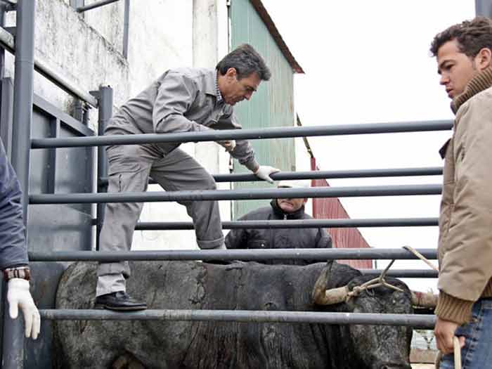 Cuarto toro.