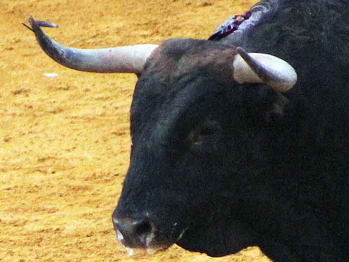 Detalle de la cabeza de uno de los toros de Fuente Ymbro.