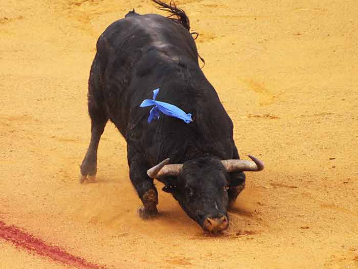 Otro toro por el albero.