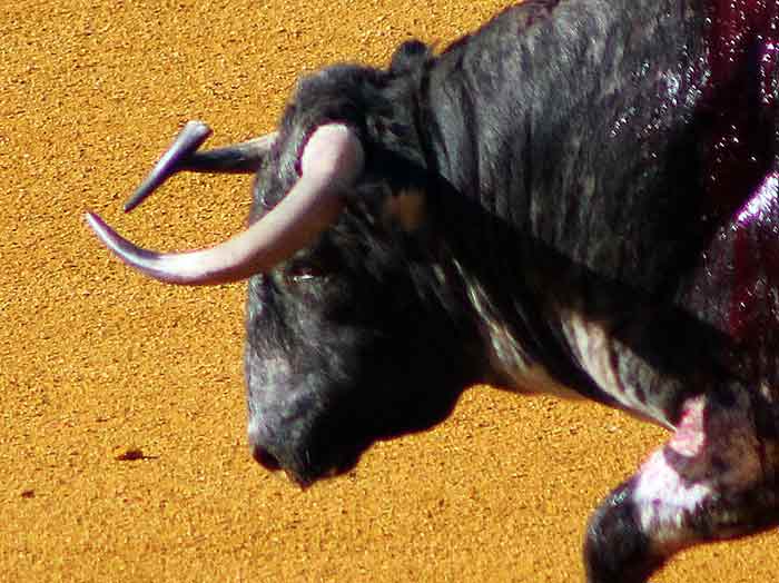 Uno de los toros de Victoriano del Río, despitorrado.