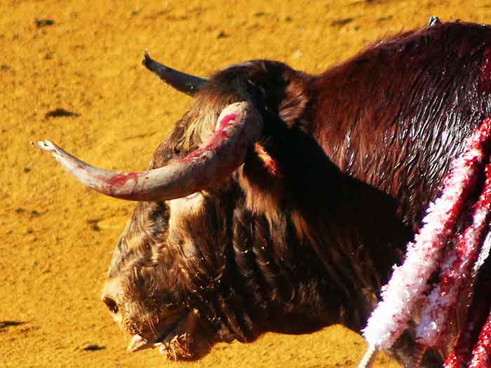 Detalle de la cabeza.