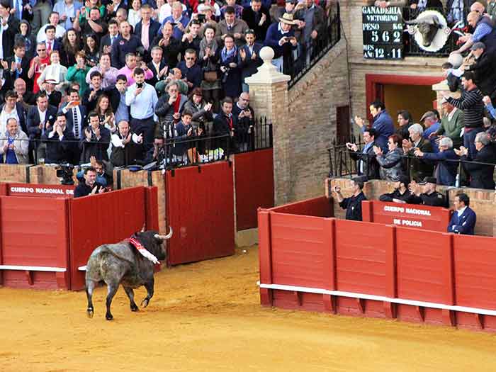 'Cobradiezmos' regresa a los corrales tras ser indultado.