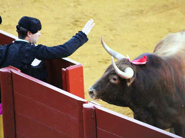 La mano 'hipnótica' para fijar al toro en el burladero.