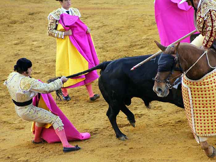 Morante, coleando al toro.