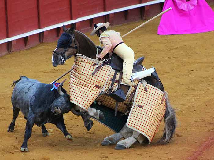 Picador en apuros,