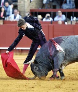 El cuarto toro de Victorino, indultado, arrastra por el albero el hocico y el pitín derecho.