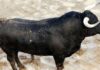 El primer toro de Las Ramblas que se lidiará hoy miércoles en la Maestranza.