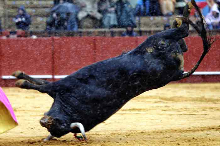 Voletereta de un toro.