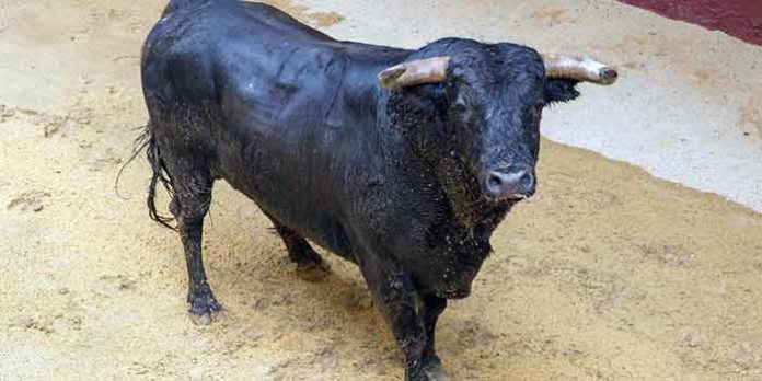 El toro de Julio de la Puerta indultado por Padilla en Osuna.